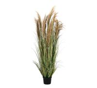 Planta Austorderia Pampas C-Pot H180