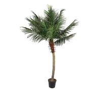 Planta de Palma C-Pot 18Hojas H210