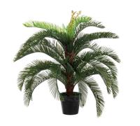 Planta de Palma Cycas C-Pot 30Hojas H100