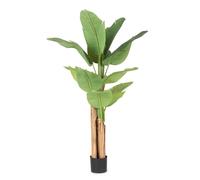 Planta de plátano C-Pot 13Hojas H150