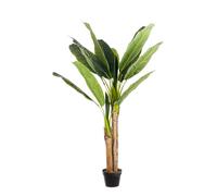 Planta de plátano C-Pot 14Hojas H135
