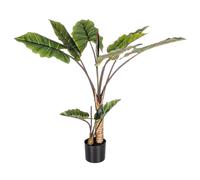 Planta Dieffenbachia C-V 10Hojas H134