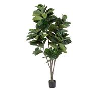Planta Ficus Lyrata C-Vas 123Hojas H230