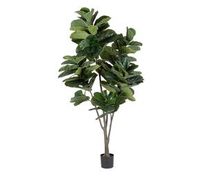Planta Ficus Lyrata C-Vas 123Hojas H230