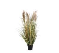 Planta Gynerium Pampas C-Pot H120