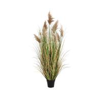 Planta Gynerium Pampas C-Pot H150