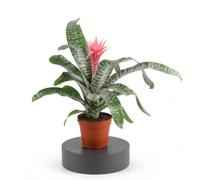 Planta Natural Planta Piñuela Aechmea Fasciata para Dormitorio DECOALIVE | Maceta 12 cm y Altura 40-50 cm para una Composición Vegetal