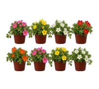Planta Nuncamuere Portulaca Oleracea DECOALIVE Set Natural 8 Flores para Macetero, Maceta 10 cm, Altura 10-15 cm
