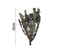 Poenia Arte Floral - Flor Seca Eucalipto 65CM - Flores Preservadas - REF 7196 - Durabilidad prolongada - Apariencia natural - Sostenibilidad - Fragancia Natural
