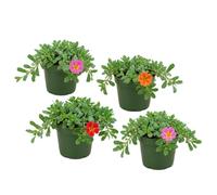 Portulaca Oleracea Verdolaga Set 4 Unidades DECOALIVE - Planta Viva en 10 cm, 10-15 cm de Altura para Ventana con Luz