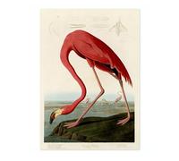 Póster de flamenco americano John James Audubon, ilustración de pájaro vintage, impresión antigua, arte ornitológico, mate de archivo, A1 (solo impresión), 84,1 x 59,4 cm