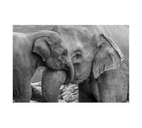 Pósteres e impresiones de lienzo de elefantes y crías de elefante en blanco y negro, arte mural de animales para decoración del hogar (40x50 cm/sin marco)