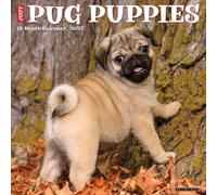 Willow Creek Press, Just Pug Puppies - Calendario de pared 2027