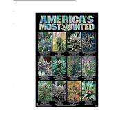 Pyramid International America's Most Wanted Póster marihuana variedades