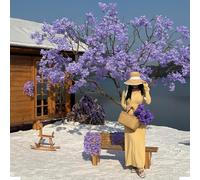 Realistic Purple Jacaranda Blossom Tree, Faux Flowering for Garden Landscaping and Wedding Photography(4mx3m)