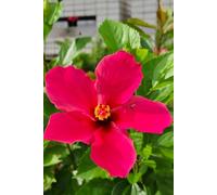 Red Hibiscus Notebook: Lined Journal for Writing, Note-Taking, and Diary | Beautiful Red Floral Cover Design, Perfect Gift for Women, Teachers, and Friends