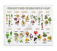 REIUAFWYGV Edible Parts of a Plant Poster From Root to Seed Diagram Science Classroom Decor Botany Chart for Kitchen Living Room(Framed,16x24inch(40x60cm))
