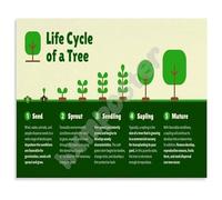 REIUAFWYGV Life Cycle of a Tree Poster Growth Stages from Seed to Forest Educational Wall-Art for Classroom Home School Decor(Unframed,08x12inch(20x30cm))