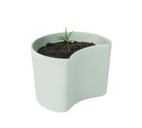 RIG-TIG Maceta con semillas YOUR TREE verde (pino)