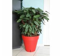 Riviera Maceta RIVIERA Loft con reserva de agua - Rojo - Redondo - Ø 50 x H 46 cm