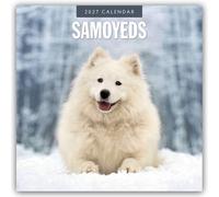 Samoyeds 2027 Square Wall Calendar: Original Red Robin Publishing Ltd-Kalender [Mehrsprachig] [Kalender]