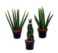 Sansevieria cylindrica - Set of three different plants - in 6,5cm pot - Mother-in-law's Tongue