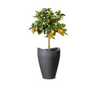 Scheurich 54265 0254/40 - Jardinera de plástico, Negro