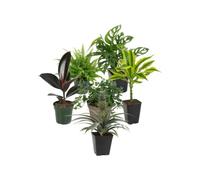 Selección 6 Plantas de Interior: Crear Un Rincón Verde DECOALIVE | Nephrolepis Exaltata, Monstera Adansonii, Ficus Abidjan, Hedera Verde, Tronco de Brasil y Ananas Comosus