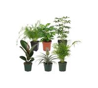 Selección 6 Plantas de Interior DECOALIVE: Rincones de Lectura | Helecho Espárrago, Monstera Adansonii, Schefflera Gerda, Ficus Robusta, Ananas Comosus y Palma de Salón