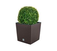 Set de maceta rato 32 litros con cubilete para plantar en color chocolate 33 x 33 x 33 cm + bola de boj diámetro 27 cm