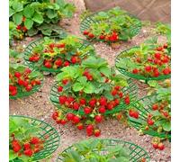 Shein 1/10/12 piezas Soportes para fresas verdes - Accesorios de jardinería anticorrosión con diseño de rejilla abierta, promueven la circulación de aire, p