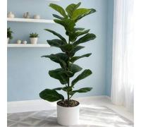 Shein 1 pieza Árbol artificial de Ficus de 25in/32in/37in (Maceta no incluida), Rama de Ficus de goma tropical con hojas pequeñas de violín de plástico, dec