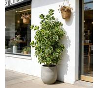 Shein 1 pieza Árbol artificial grande de Ficus de 76-115 cm de altura, plantas falsas de hojas tropicales de palma, ramas de árbol de roble falso, hojas de