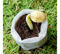 Shein 100 piezas/bolsa Bolsa para cultivo de plantas