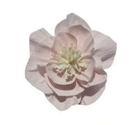Shein 2/4 piezas Flores de Peonía Artificiales de Papel Rosa Puro/Flores Colgantes de Papel Crepé Hechas a Mano, Resistentes al Sol para Uso Exterior, Adecu