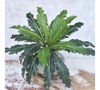 Shein 50cm 18 cabezas de hojas tropicales artificiales, hojas de palma de plástico, pared de plantas, decoración del hogar, sin maceta, regalo, cumpleaños,