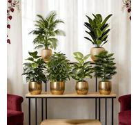 Shein 6 piezas de plantas artificiales grandes y variadas - Ficus Lyrata y Strelitzia, árboles decorativos a prueba de mantenimiento del bosque tropical, ad