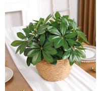 Shein Rama de hojas de Ficus de 11 pulgadas con 5 ramificaciones, simple y práctica multifuncional, plantas artificiales
