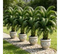 Shein Set de 1/2/3/4/5/6 piezas, incluye varios árboles y plantas de follaje artificial grandes - Árbol de la suerte abundante y palmera del paraíso, decora