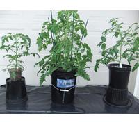 Sistema de cultivo hidropónico en macetas - Sistema de cultivo en agua profunda - Sistema DWC - Maceta de cultivo - Cubeta para raíces - 5 galones