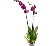 SMPLY. SMPLY Orquídea Phalaepnopsis Flores Moradas 70cm Decorativa Hogar Oficina Regalo Maceta