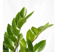 SMPLY. SMPLY Zamioculca Zamiifolia Natural Viva | Decoración Hogar y Regalo | Maceta 14cm | Fácil de Cultivar