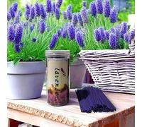 TEMU 500pcs Palitos Aromáticos de Lavanda y de Limón - Perfectos para Exteriores, Camping, Senderismo | Ideales para Decoración del Hogar, Baño, Aromaterapia de Inodoro | , Material de Madera
