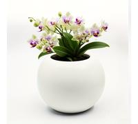 TEMU esmerilada, grande para suculentas con drenaje, decoración de mesa irrompible, de estilo que , regalo de jardinería, decoración del hogar