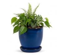 Teramico Maceta para Flores y Plantas de gres, Azul - Resistente a Las heladas