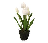 THUN Tulipán Blanco M Medio