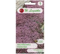 Thymus arenarius - lila rosado