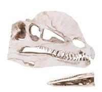 Toddmomy Adorno de Cráneo de Dinosaurio de Resina, Modelo de Doble Cresta