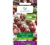 Tomate de tierra alto Black Cherry: frutos tipo «cherry», de color púrpura-marrón.