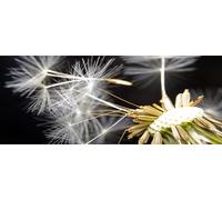 Tulup® - Cuadro sobre lienzo - 125x50 cm - Arte para la pared - Impresiones sobre lienzo - Impresión en lienzo - Flores y plantas - - Diente de león